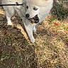 Baddington a rejoint le concours — aidez-le/la à gagner de superbes lots ! animal, blue_eyes, closeup, curious, cute, daylight, dirt, dog, fluffy, grass, leash, nature, outdoor, pet, plant, playful, puppy, small_dog, white_fur, young_dog