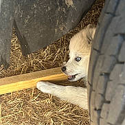 Baddington participe au concours pour gagner de l'argent avec cette photo : animal, blue_eyes, chewing, close_up, curious, dog, hidden, light_fur, nature, outdoor, pet, playful, puppy, rustic, shadow, straw, texture, tire, wood, young