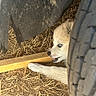 animal, blue_eyes, chewing, close_up, curious, dog, hidden, light_fur, nature, outdoor, pet, playful, puppy, rustic, shadow, straw, texture, tire, wood, young