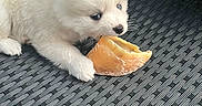 Baddington a rejoint le concours — aidez-le/la à gagner de superbes lots ! animal, bread, chair, chewing, closeup, cute, daylight, dog, fur, grass, outdoor, paw, pet, playful, puppy, sitting, small, snout, white_fur, woven_texture