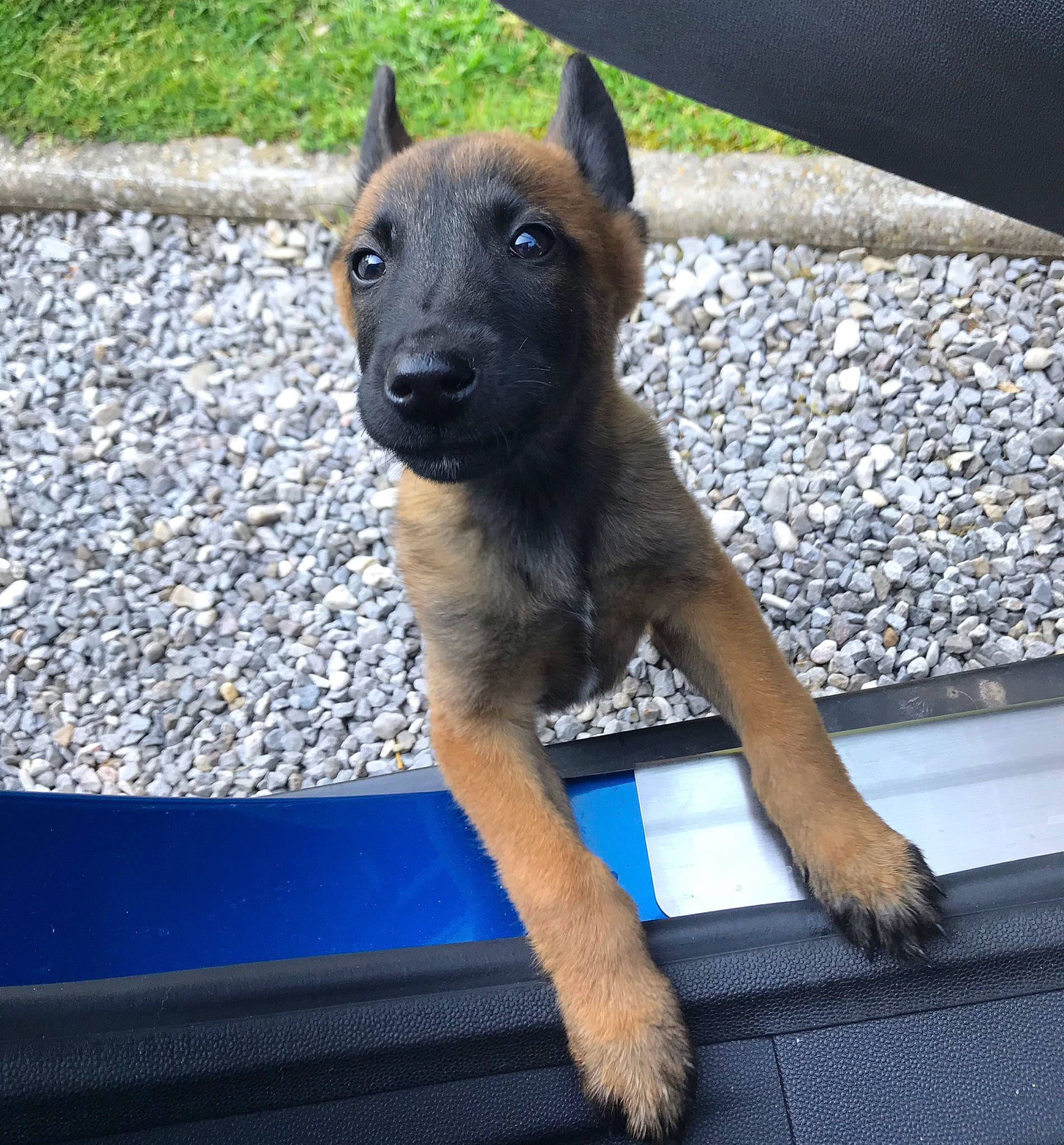 Rocky a rejoint le concours — aidez-le/la à gagner de superbes lots ! belgian_shepherd, belgian_shepherd_malinois, canidae, carnivore, dog, dog_breed, fawn, laekenois, mammal, puppy, rare_breed_dog, snout, sporting_group, vertebrate