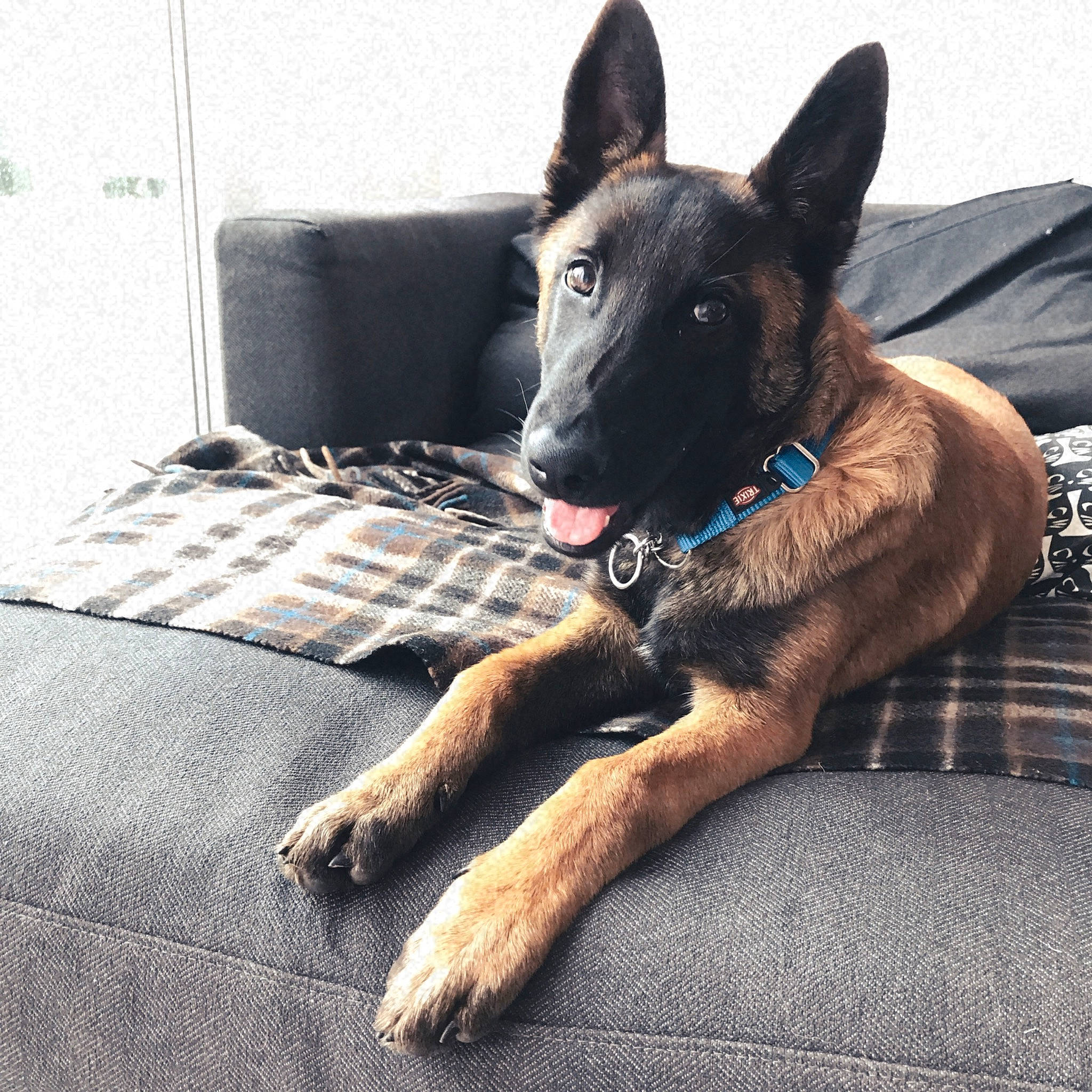 Rocky a rejoint le concours — aidez-le/la à gagner de superbes lots ! belgian_shepherd, belgian_shepherd_malinois, canidae, carnivore, dog, dog_breed, ear, fawn, german_shepherd_dog, mammal, police_dog, rare_breed_dog, snout, tervuren, vertebrate, working_dog