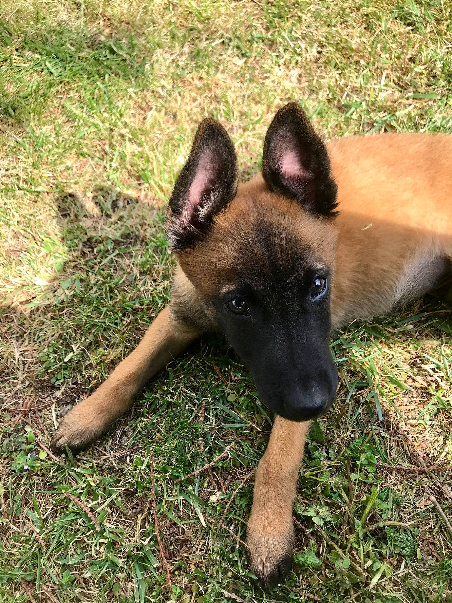 Rocky a rejoint le concours — aidez-le/la à gagner de superbes lots ! belgian_shepherd, belgian_shepherd_malinois, canidae, carnivore, dog, dog_breed, ear, fawn, german_shepherd_dog, grass, herding_dog, king_shepherd, mammal, old_german_shepherd_dog, snout, tervuren, vertebrate, working_dog