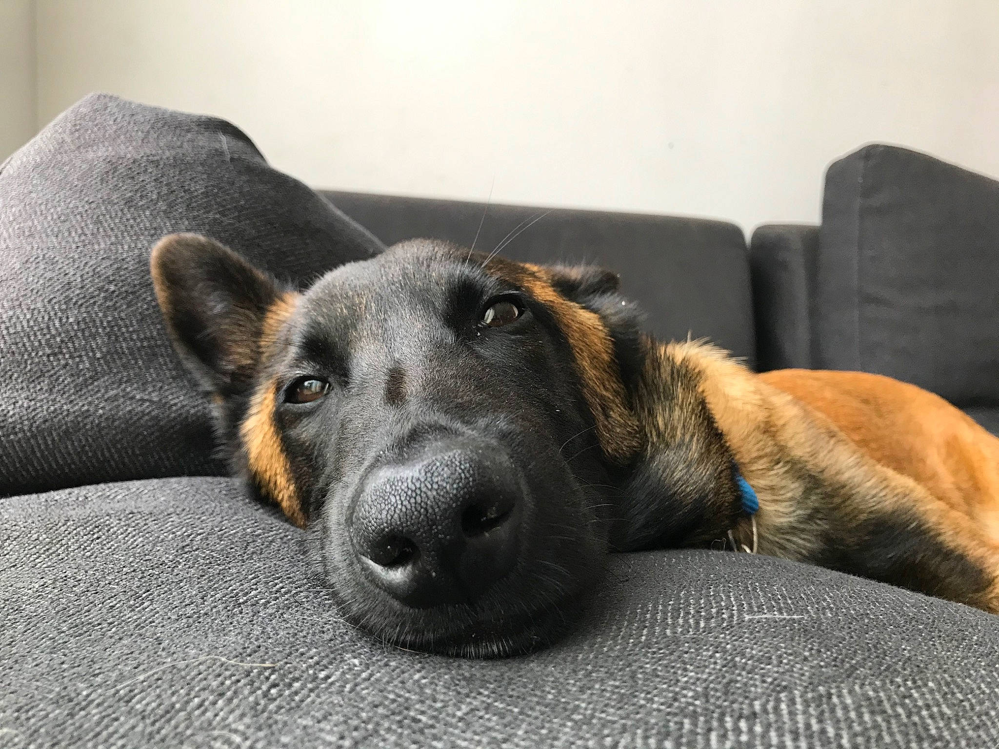 Rocky a rejoint le concours — aidez-le/la à gagner de superbes lots ! canidae, carnivore, dog, dog_breed, ear, fawn, german_shepherd_dog, mammal, nose, paw, potcake_dog, snout, street_dog, vertebrate, whiskers