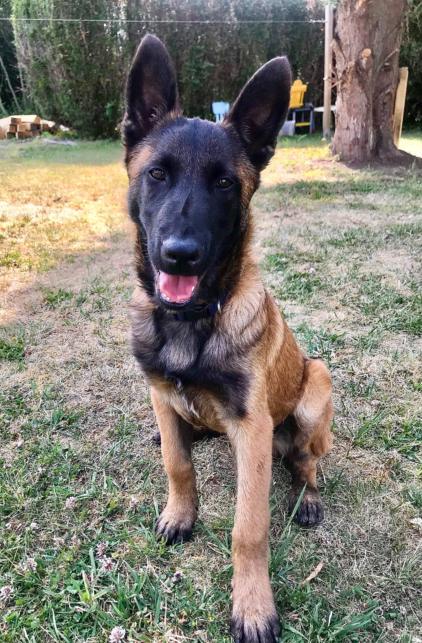 Rocky participe au concours pour gagner de l'argent avec cette photo : belgian_shepherd, belgian_shepherd_malinois, canidae, carnivore, dog, dog_breed, east_european_shepherd, fawn, german_shepherd_dog, king_shepherd, mammal, old_german_shepherd_dog, rare_breed_dog, snout, vertebrate, working_dog