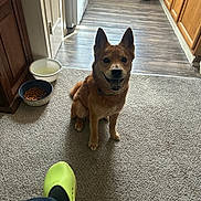 Martin joined the competition — help win amazing prizes! dog, carpet, kitchen, food_bowl, water_bowl, flooring, cabinet, trash_can, person, shoe, pet, indoor, smiling, sitting, brown_fur, happy, home, footwear, light, shadow