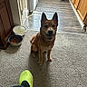 dog, carpet, kitchen, food_bowl, water_bowl, flooring, cabinet, trash_can, person, shoe, pet, indoor, smiling, sitting, brown_fur, happy, home, footwear, light, shadow