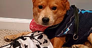 Martin is registered to the contest to win money with this photo: dog, pet, indoor, carpet, bandana, hat, cow_print, sweater, brown_dog, animal, cute, lying_down, canine, furry, ears, face, paw, domestic_animal, companion, resting