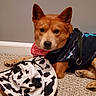 dog, pet, indoor, carpet, bandana, hat, cow_print, sweater, brown_dog, animal, cute, lying_down, canine, furry, ears, face, paw, domestic_animal, companion, resting