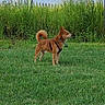 dog, grass, greenery, lake, water, outdoor, nature, animal, canine, pet, collar, harness, summer, daylight, trees, background, sky, fence, house, residential