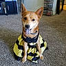 dog, pet, costume, dress, yellow, black, carpet, indoor, tongue_out, ears_up, sitting, home, living_room, shelf, mirror, playful, cute, animal, canine, fur