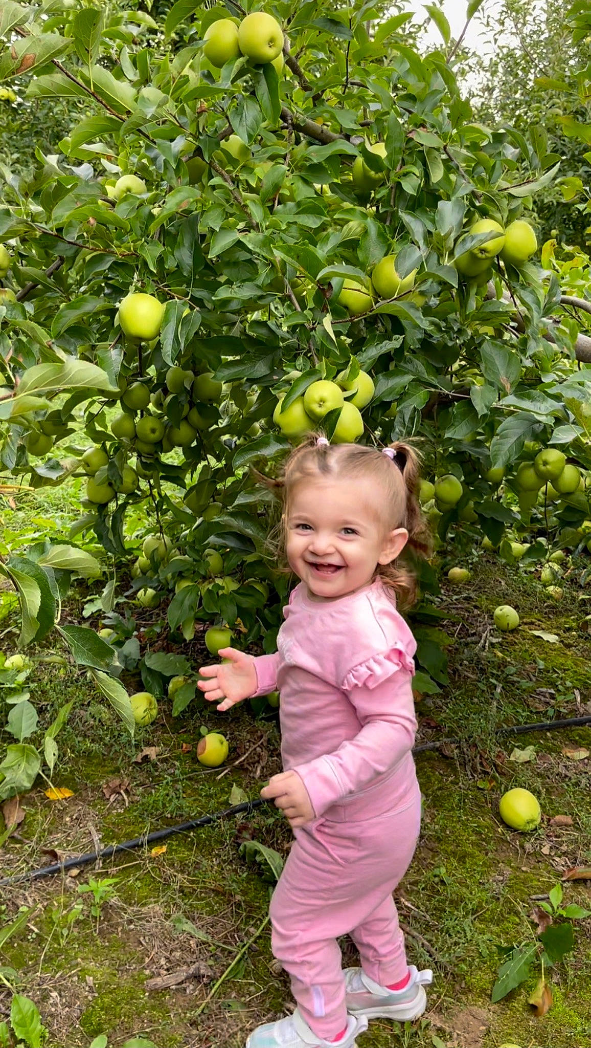 Leandra joined the competition — help win amazing prizes! apple, baby, baby_toddler_clothing, citron, citrus, flowering_plant, fruit, fruit_tree, grass, happy, joy, malus, meyer_lemon, people_in_nature, person, plant, produce, rose_family, rose_order, smile