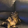 cat, tabby, fluffy, pet, animal, relaxed, lounge, couch, leather, indoor, feline, sitting, fur, whiskers, four_legs, tail, home, cozy, cute, domestic