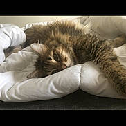 Prince participe au concours pour gagner de l'argent avec cette photo : cat, tabby, feline, pet, sleeping, resting, cozy, white_comforter, fur, paw, cute, indoor, relaxed, animal, bed, fluffy, domestic_cat, whiskers, soft, lying_down
