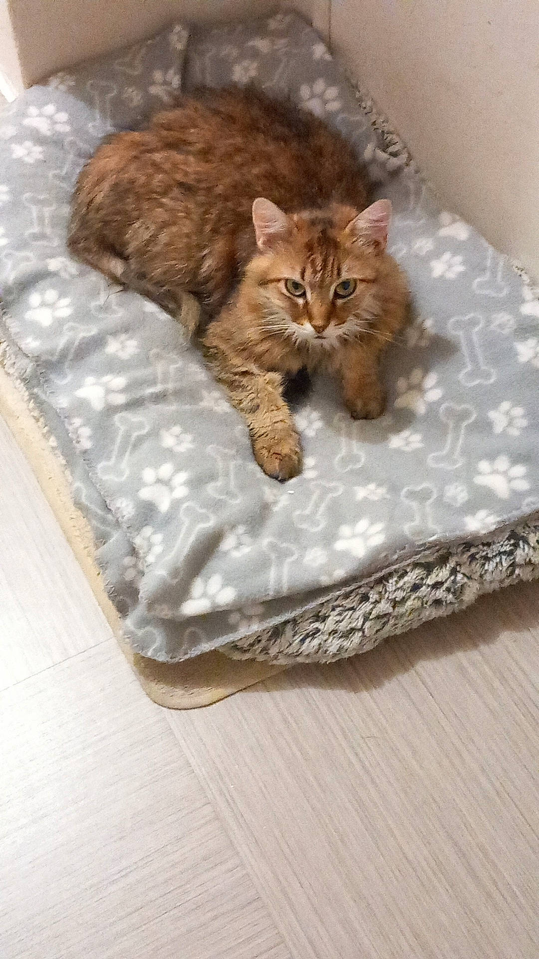 animal, blanket, bones_pattern, brown_fur, cat, corner, cozy, curious, cute, feline, floor, fur, indoor, laying_down, looking, paw_prints, pet, resting, soft_texture, tabby
