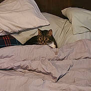 Fat Taco joined the competition — help win amazing prizes! cat, tabby_cat, bed, pillows, blanket, indoor, cozy, resting, fur, pet, sleepy, domestic_animal, comfort, feline, home, soft, warm, cute, animal, relaxing