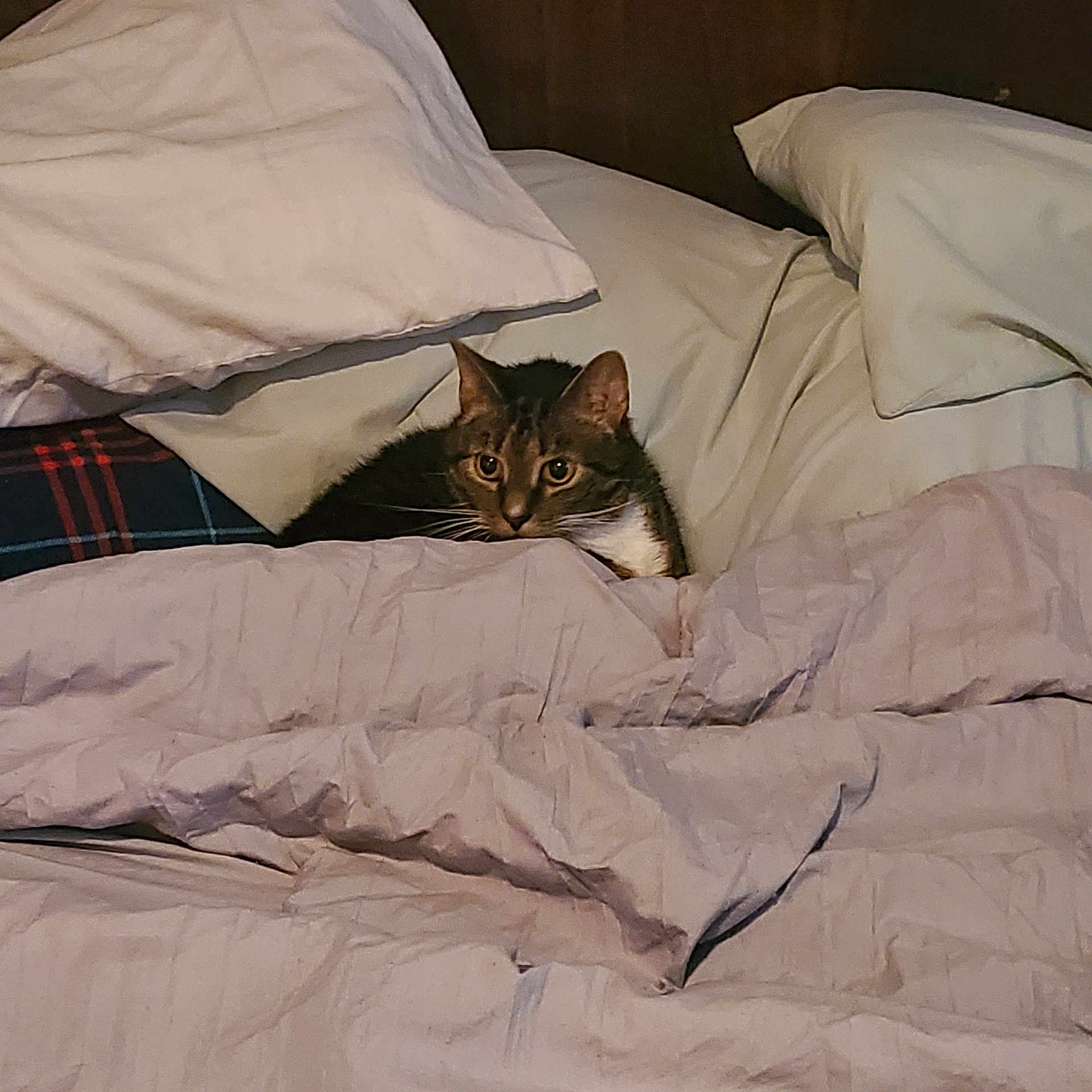 Fat Taco joined the competition — help win amazing prizes! cat, tabby_cat, bed, pillows, blanket, indoor, cozy, resting, fur, pet, sleepy, domestic_animal, comfort, feline, home, soft, warm, cute, animal, relaxing