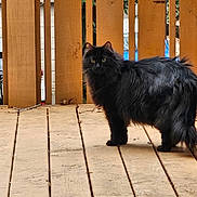 Blackjack is registered to the contest to win money with this photo: cat, black_cat, fluffy, wooden_deck, fence, outdoor, pet, animal, yellow_eyes, curious, standing, fur, nature, daylight, domestic_cat, wood, texture, quiet, calm, alert