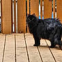 cat, black_cat, fluffy, wooden_deck, fence, outdoor, pet, animal, yellow_eyes, curious, standing, fur, nature, daylight, domestic_cat, wood, texture, quiet, calm, alert