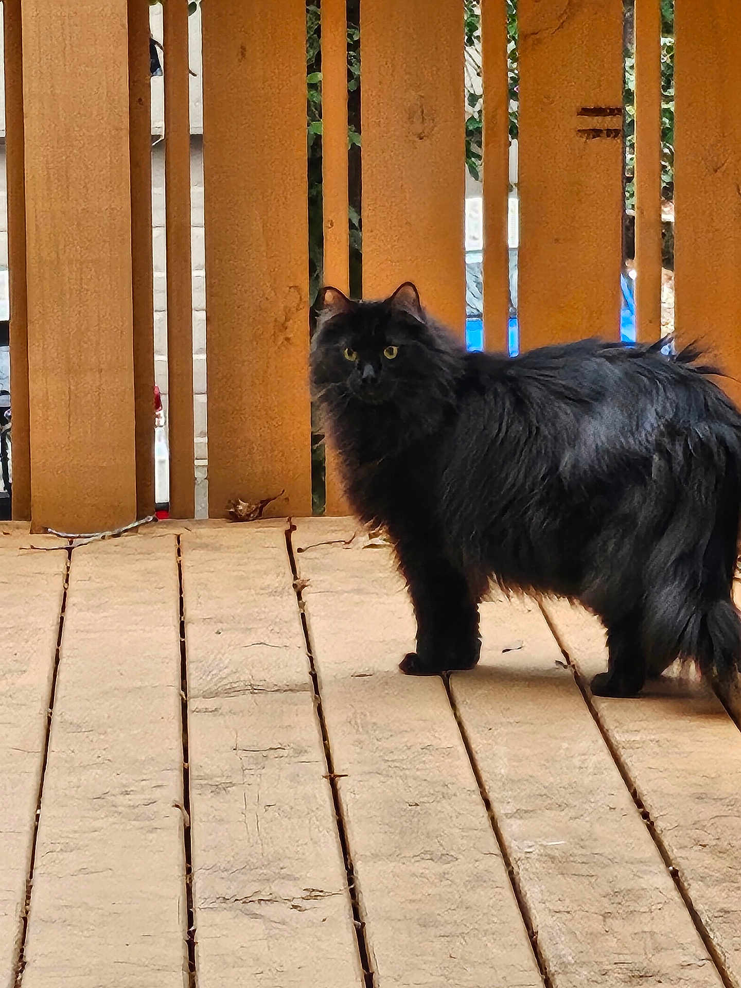 Blackjack is registered to the contest to win money with this photo: cat, black_cat, fluffy, wooden_deck, fence, outdoor, pet, animal, yellow_eyes, curious, standing, fur, nature, daylight, domestic_cat, wood, texture, quiet, calm, alert