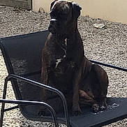 Ulyss a rejoint le concours — aidez-le/la à gagner de superbes lots ! dog, brindle, sitting, outdoor, chair, mesh_chair, gravel, pet, canine, animal, quiet, calm, yard, fence, daylight, relaxed, resting, black, nature, domestic_animal