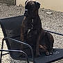 dog, brindle, sitting, outdoor, chair, mesh_chair, gravel, pet, canine, animal, quiet, calm, yard, fence, daylight, relaxed, resting, black, nature, domestic_animal