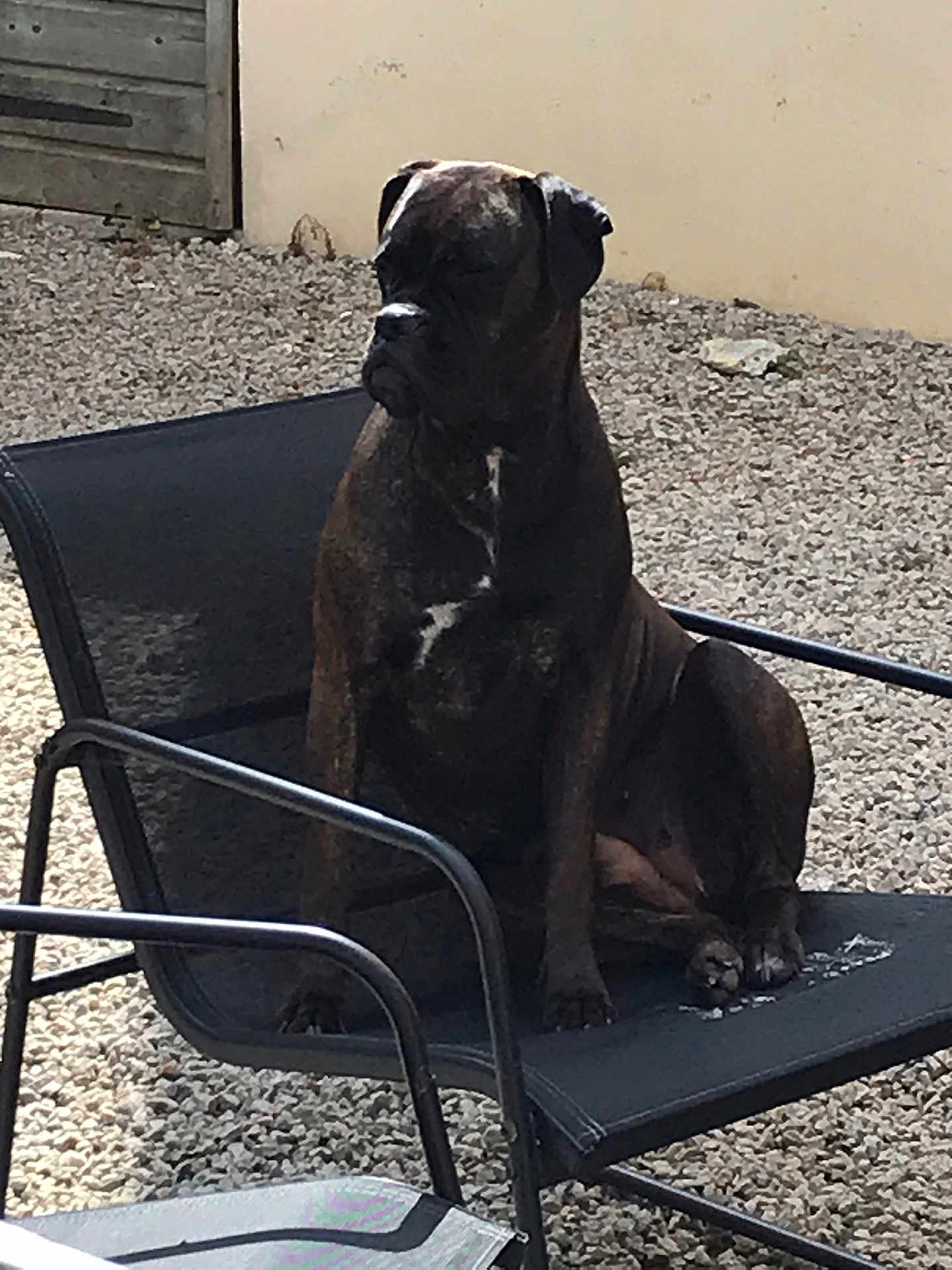 Ulyss a rejoint le concours — aidez-le/la à gagner de superbes lots ! dog, brindle, sitting, outdoor, chair, mesh_chair, gravel, pet, canine, animal, quiet, calm, yard, fence, daylight, relaxed, resting, black, nature, domestic_animal