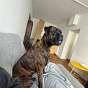 Ulyss participe au concours pour gagner de l'argent avec cette photo : bookshelf, brindle_dog, cardboard_box, ceiling, couch, dog, doorway, gray_blanket, human_hand, indoor, living_room, paw, pet, portrait, radiator, sitting, sofa, wall, wooden_floor, yellow_table