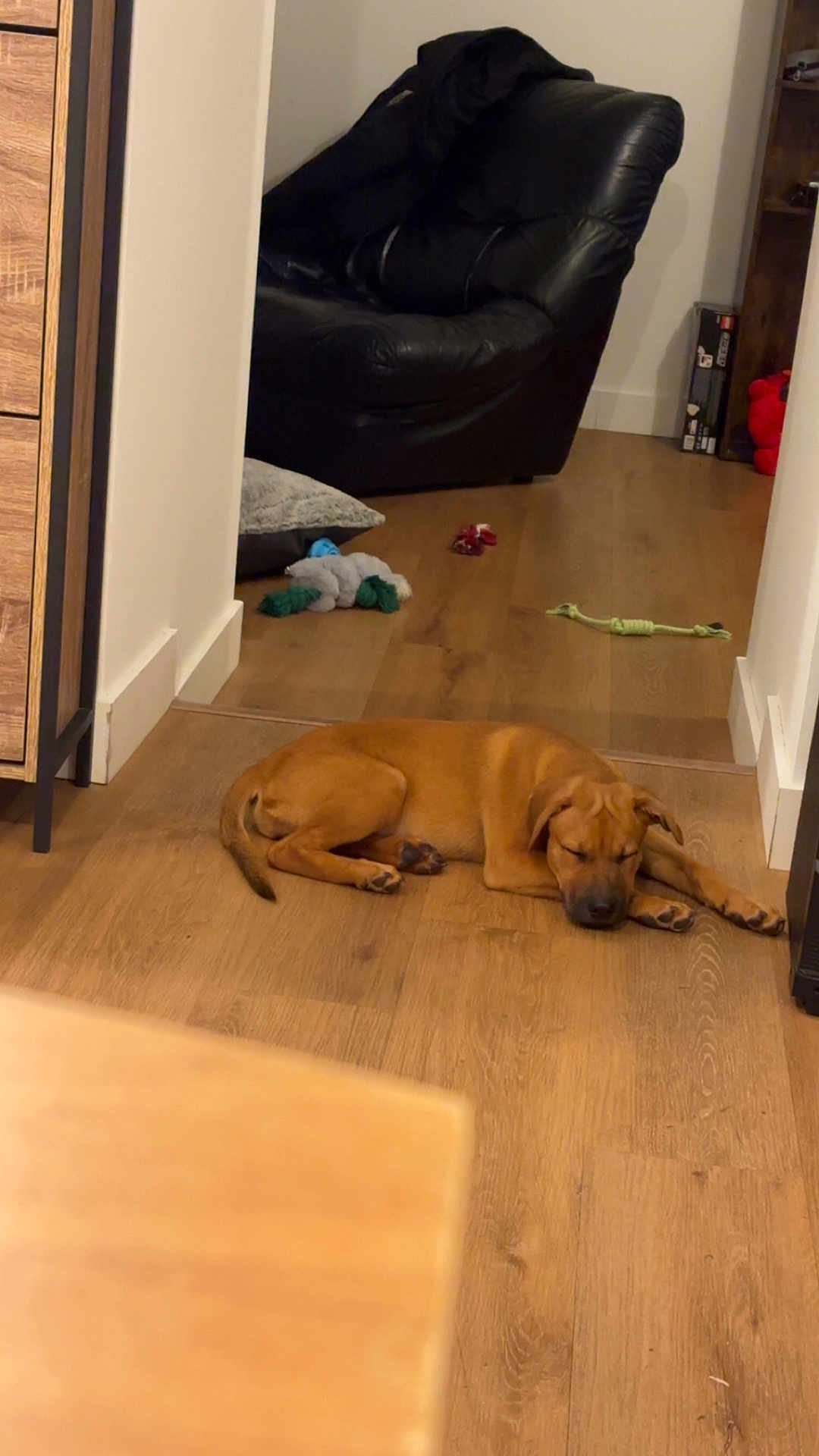 Mirri a rejoint le concours — aidez-le/la à gagner de superbes lots ! dog, puppy, sleeping_dog, hardwood_floor, toy, rope_toy, plush_toy, living_room, armchair, furniture, home_interior, relaxed, nap, brown_dog, pet, indoor, floor, wood_floor, cozy, domestic_animal