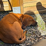 Mirri participe au concours pour gagner de l'argent avec cette photo : dog, puppy, brown_fur, sleeping, curled, gravel, wooden_fence, wood_panel, outdoor, sunlight, shadow, paw, tail, nose, resting, pet, domestic_animal, close_up, peaceful, natural_light