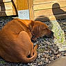 brown_fur, close_up, curled, dog, domestic_animal, gravel, natural_light, nose, outdoor, paw, peaceful, pet, puppy, resting, shadow, sleeping, sunlight, tail, wood_panel, wooden_fence