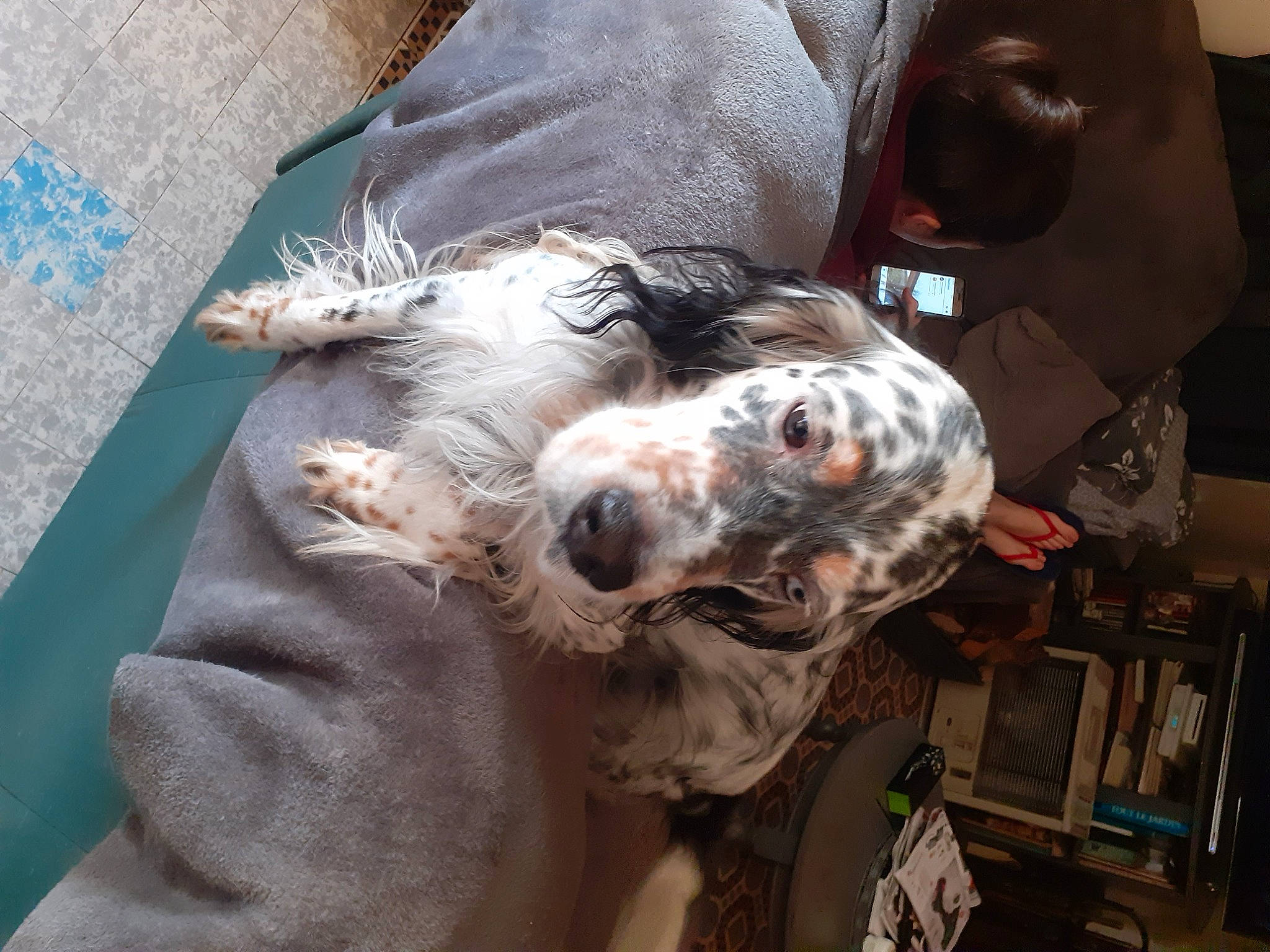 Hasko a rejoint le concours — aidez-le/la à gagner de superbes lots ! canidae, carnivore, comfort, companion_dog, dog, dog_breed, flesh, fur, military_camouflage, snout, sporting_group, terrestrial_animal, whiskers, working_animal