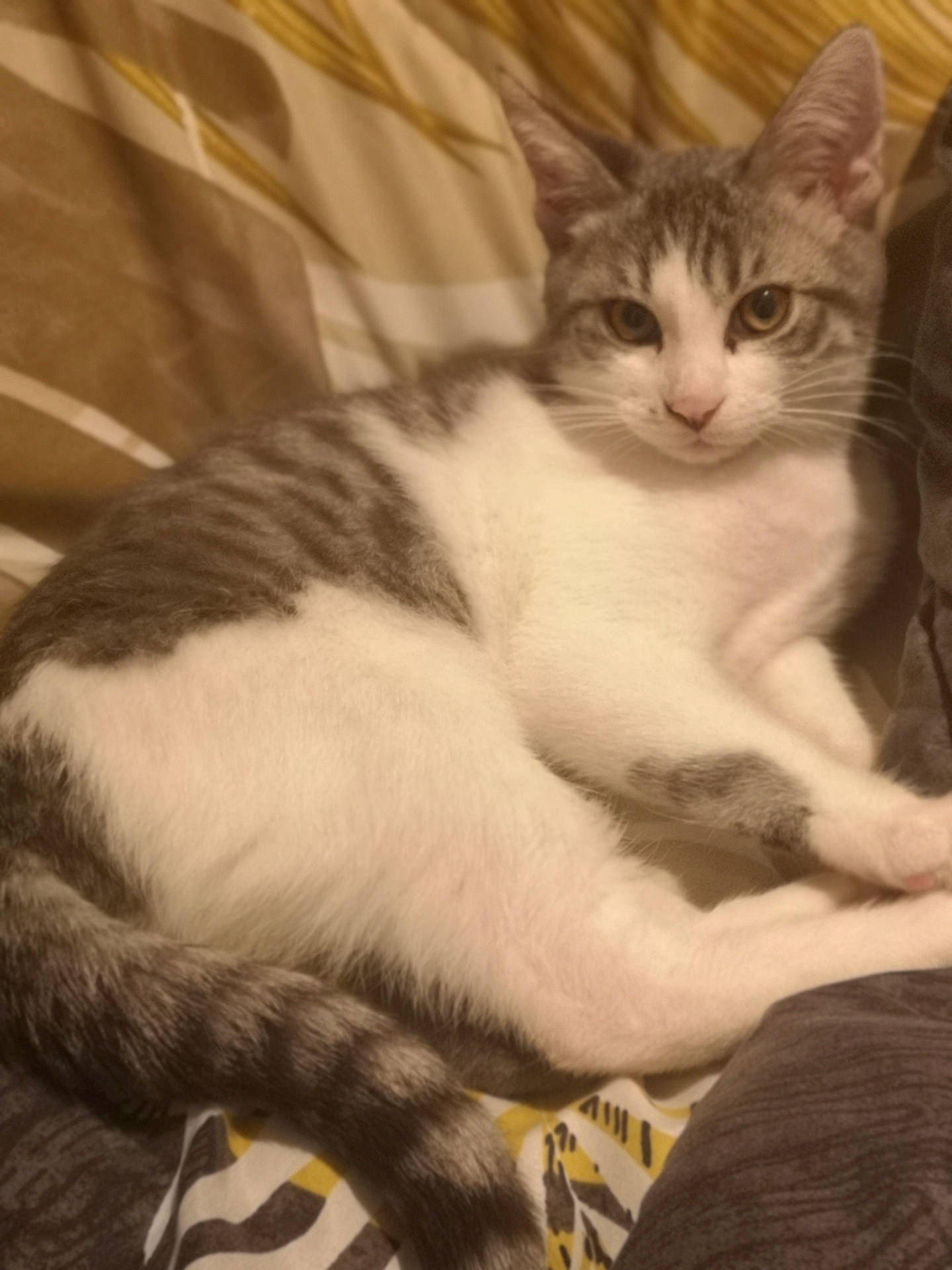 Grisou participe au concours pour gagner de l'argent avec cette photo : abyssinian, angora, animal, blanket, cat, couch, egyptiancat, furniture, kitten, manx, person, pet, siamese, sleeping