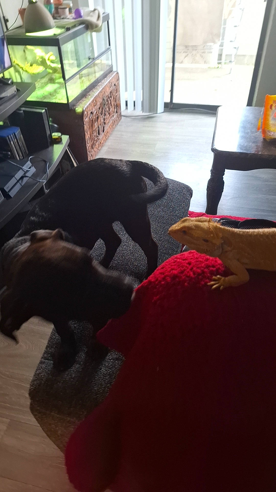 Bella joined the competition — help win amazing prizes! carnivore, comfort, companion_dog, dog, dog_breed, felidae, floor, flooring, hardwood, house, linens, living_room, luggage_and_bags, room, small_to_medium_sized_cats, tail, tints_and_shades, window, wood, working_animal