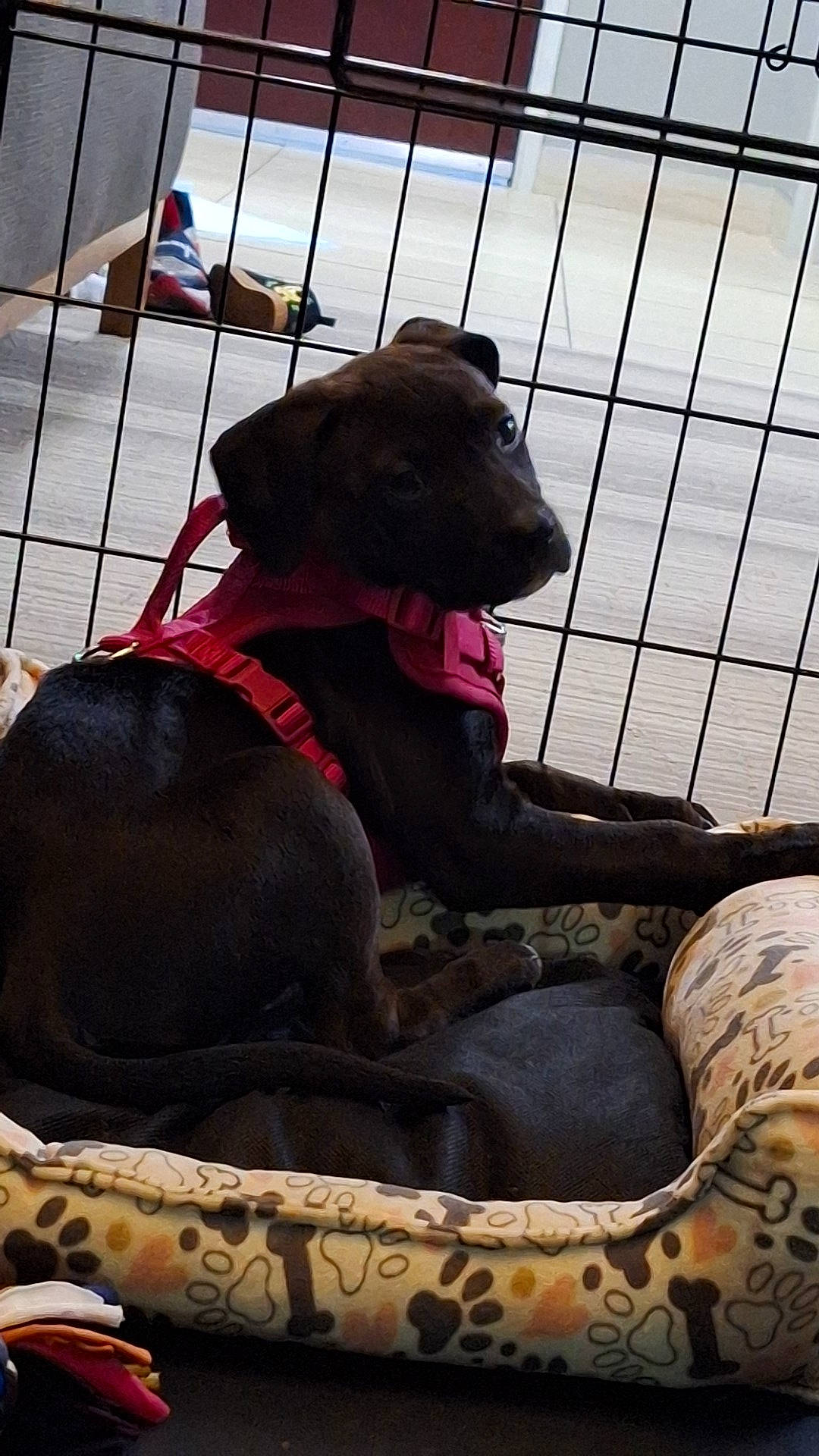 Bella joined the competition — help win amazing prizes! canidae, carnivore, collar, comfort, companion_dog, dog, dog_breed, dog_collar, dog_supply, fawn, fence, guard_dog, leash, liver, mammal, pet_supply, snout, sporting_group, vertebrate, working_animal