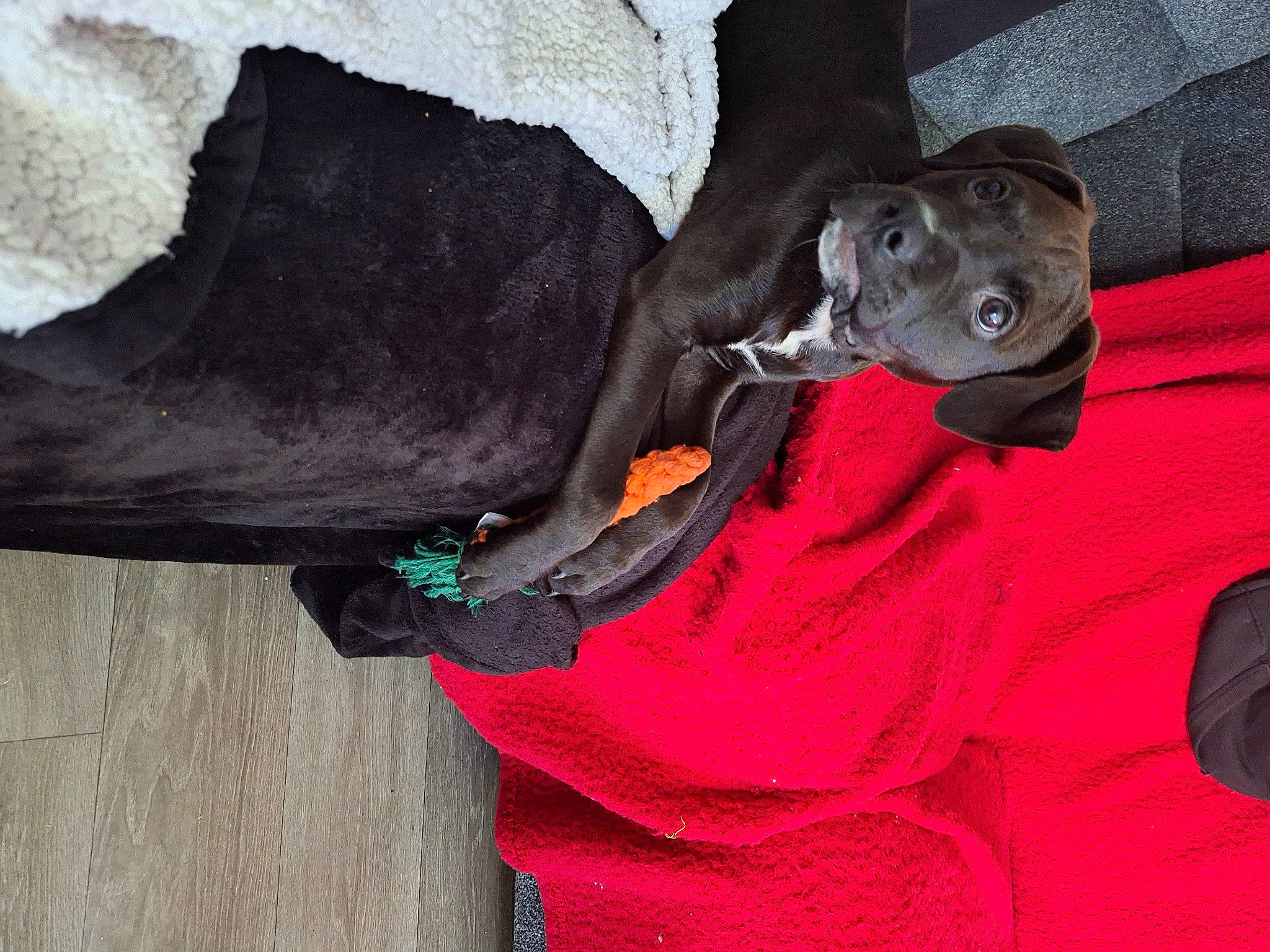 Bella joined the competition — help win amazing prizes! canidae, carmine, carnivore, collar, comfort, companion_dog, dog, dog_breed, dog_supply, fawn, fur, grey, guard_dog, non_sporting_group, sleeve, snout, sporting_group, working_animal, wrist