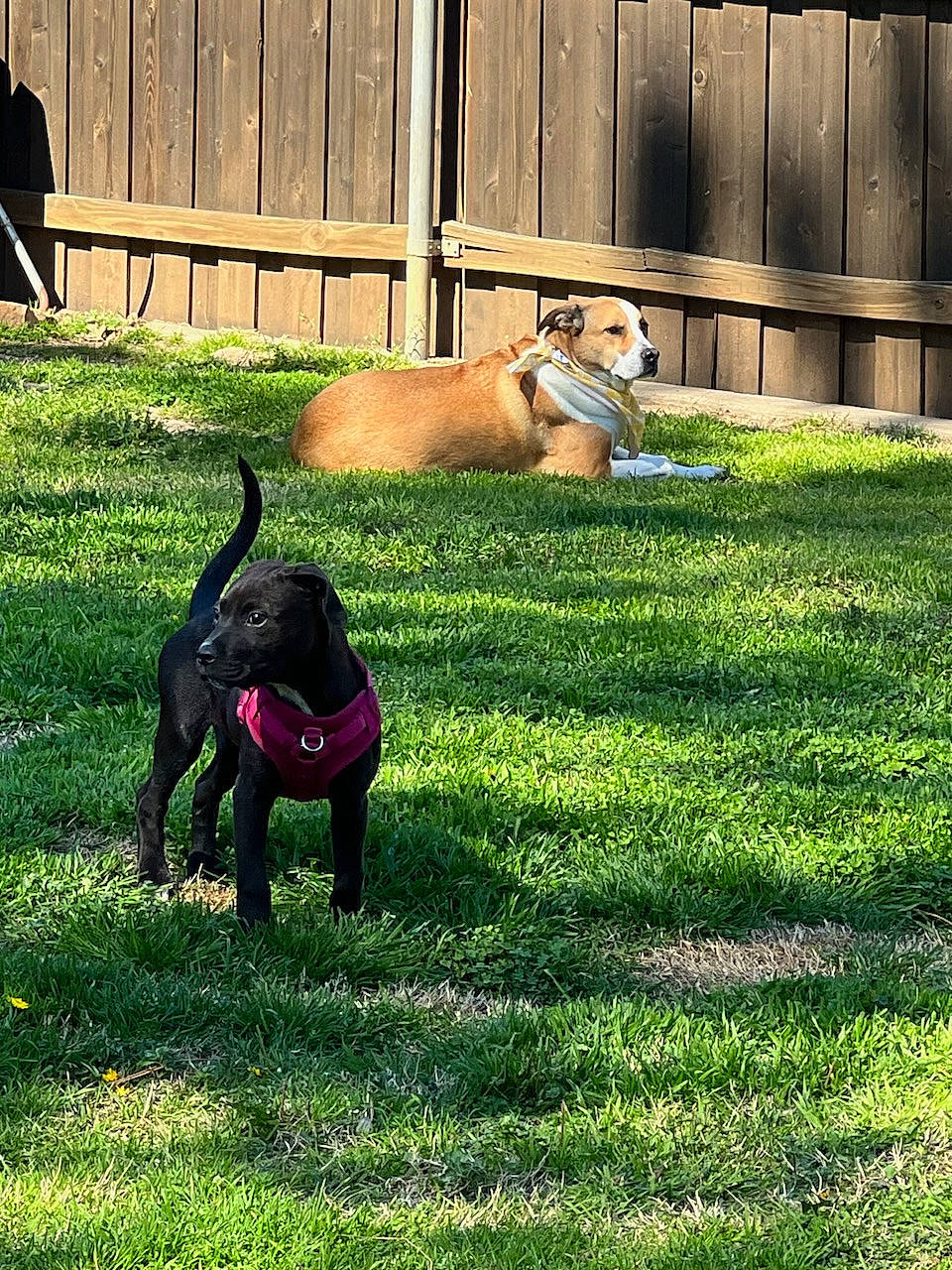 Bella is registered to the contest to win money with this photo: backyard, carnivore, companion_dog, dog, dog_breed, dog_supply, fence, grass, grassland, groundcover, guard_dog, lawn, plant, sporting_group, tail, terrestrial_animal, tints_and_shades, working_animal, working_dog, yard