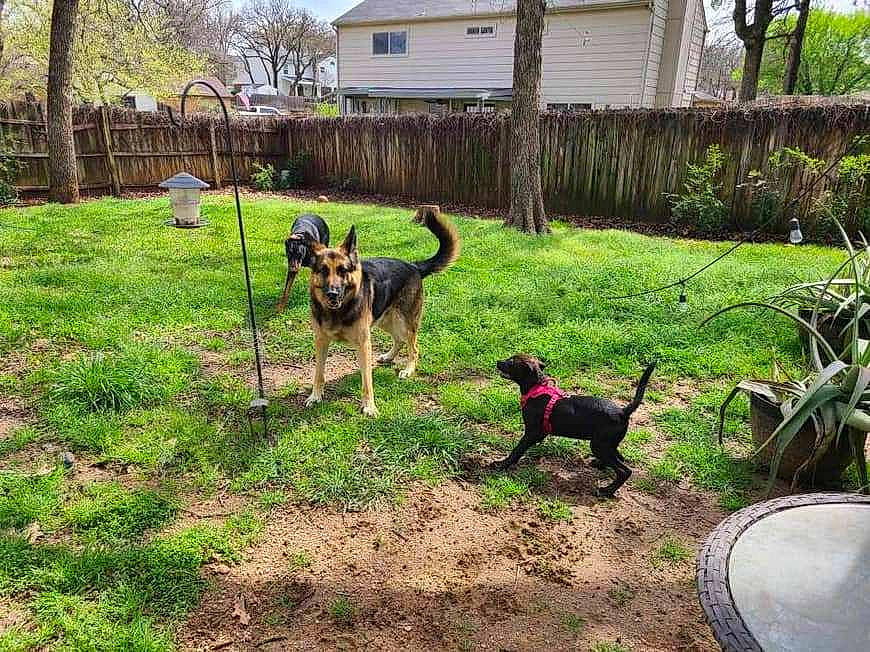 Bella joined the competition — help win amazing prizes! carnivore, collar, companion_dog, dog, dog_breed, garden, garden_hose, grass, groundcover, home_fencing, land_lot, lawn, mammal, plant, shrub, sporting_group, tail, tree, vertebrate, working_animal