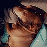 Diesel is registered to the contest to win money with this photo: dog, brown_dog, sleeping, blanket, pillow, tattoo, resting, indoors, cozy, pet, animal, fur, relaxing, bedroom, comfort, sleep, cute, companion, nap, star_effects