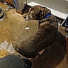 Diesel is registered to the contest to win money with this photo: dog, brown_dog, blue_collar, floor, wooden_floor, cord, paper, shelf, furniture, indoor, looking_back, pet, animal, floor_clutter, corner, brown, curious, canine, household, domestic