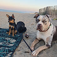 Vaïka Et Nine a rejoint le concours — aidez-le/la à gagner de superbes lots ! animal, backpack, beach, blanket, blue_eyes, calm, collar, dog, fence, large_dog, leash, nature, outdoor, pet, relaxing, sand, sky, small_dog, summer, sunset