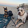 animal, backpack, beach, blanket, blue_eyes, calm, collar, dog, fence, large_dog, leash, nature, outdoor, pet, relaxing, sand, sky, small_dog, summer, sunset