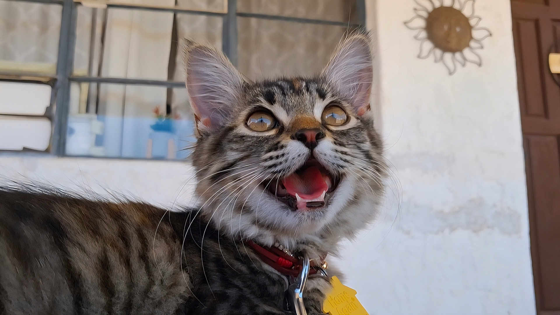 Amelia is registered to the contest to win money with this photo: kitten, cat, tabby, fur, whiskers, collar, tag, mouth_open, ears, eyes, indoor, window, wall, decoration, sun, pet, animal, closeup, curious, young