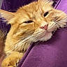 animal, cat, close_up, cozy, cute, ears, fluffy, furry, indoors, orange_cat, paws, pet, phone_screenshot, portrait, purple_blanket, relaxed, sleepy, squinting, video_call, whiskers