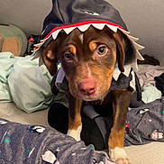 Charlie joined the competition — help win amazing prizes! animal, bed, blanket, brown_dog, casual, costume, curious, cute, dog, hood, indoor, looking, pajamas, penguin_pattern, pet, puppy, shark, soft_lighting, white_paws, young_dog