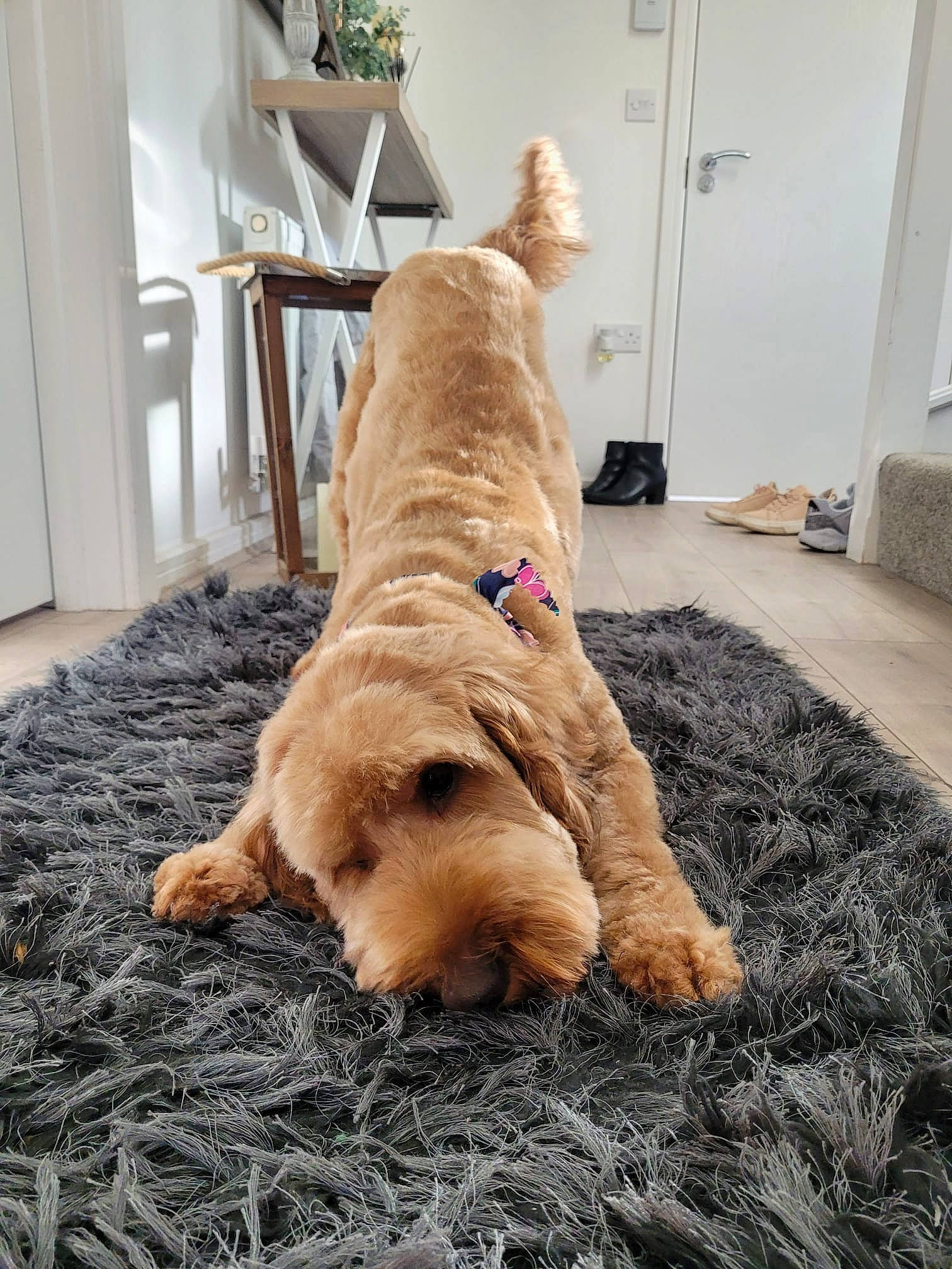 Dexter is registered to the contest to win money with this photo: carnivore, companion_dog, dog, dog_breed, door, fawn, floor, flooring, flowerpot, fur, guard_dog, hardwood, houseplant, plant, retriever, room, sporting_group, tail, wood, working_animal