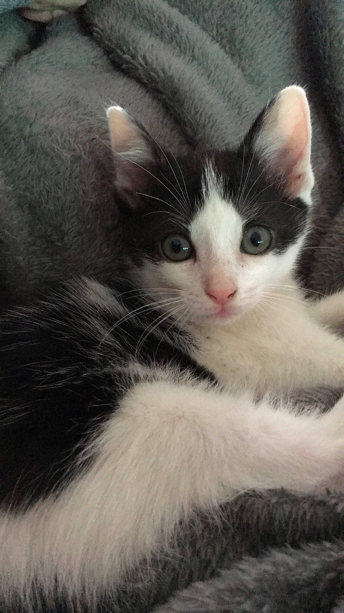 Félix a rejoint le concours — aidez-le/la à gagner de superbes lots ! aegean_cat, american_wirehair, asian, black_and_white, carnivore, cat, domestic_short_haired_cat, felidae, fur, kitten, mammal, polydactyl_cat, small_to_medium_sized_cats, turkish_angora, turkish_van, vertebrate, whiskers