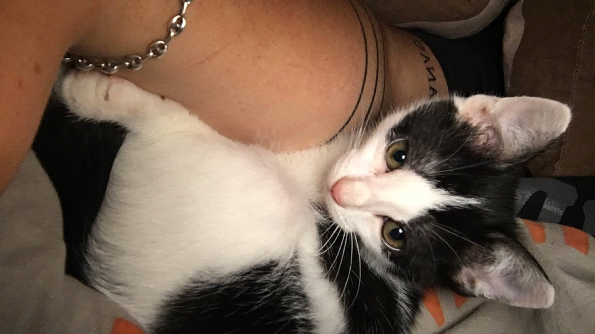 Félix a rejoint le concours — aidez-le/la à gagner de superbes lots ! carnivore, cat, claw, domestic_short_haired_cat, felidae, fur, hand, kitten, leg, paw, polydactyl_cat, small_to_medium_sized_cats, tail, whiskers