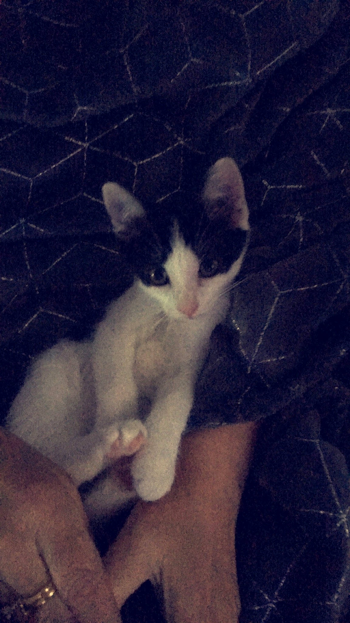 Félix a rejoint le concours — aidez-le/la à gagner de superbes lots ! aegean_cat, american_wirehair, carnivore, cat, cloud, domestic_short_haired_cat, ear, european_shorthair, eye, felidae, hand, kitten, leg, night, nose, polydactyl_cat, sky, small_to_medium_sized_cats, tail, whiskers