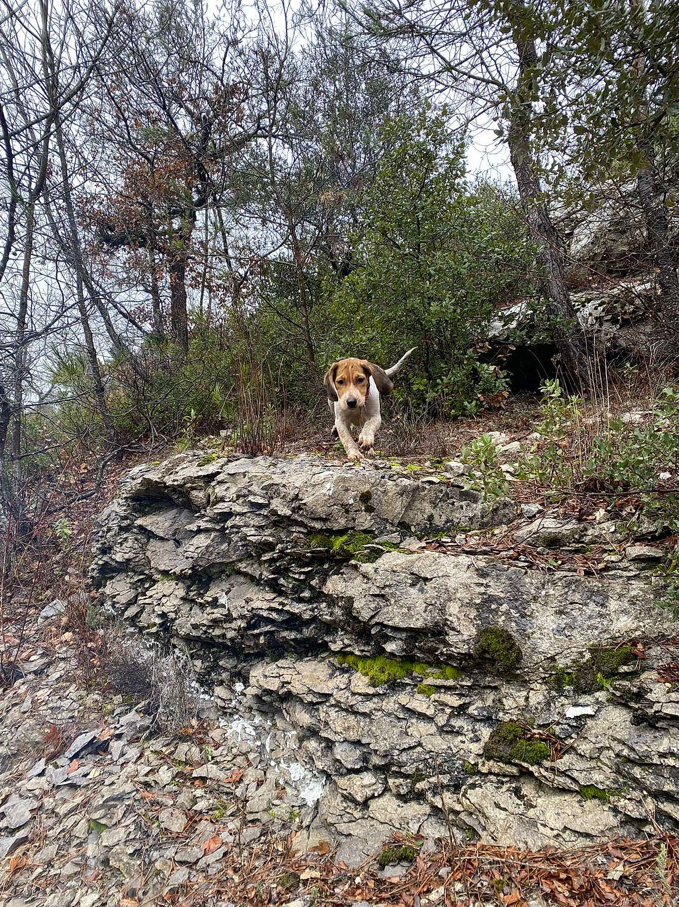 Voldy a rejoint le concours — aidez-le/la à gagner de superbes lots ! bedrock, carnivore, dog, dog_breed, fawn, forest, grass, landscape, mountain, natural_landscape, outcrop, plant, recreation, sky, slope, soil, tree, trunk, wood, woodland